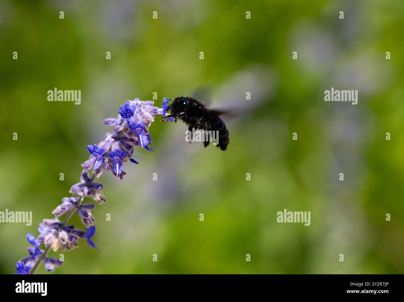 Eine schwarze Biene fängt einen Moment in einem lebendigen Garten ein und sammelt Nektar aus hellblauen salviblüten und zeigt die Schönheit und Pflicht des Naturzyklus Stockfoto