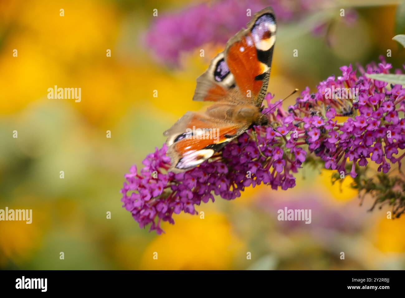 16.10.2024 Bialystok Polen. Farbenfroher Gartenhintergrund und wunderschöner Schmetterling. Stockfoto