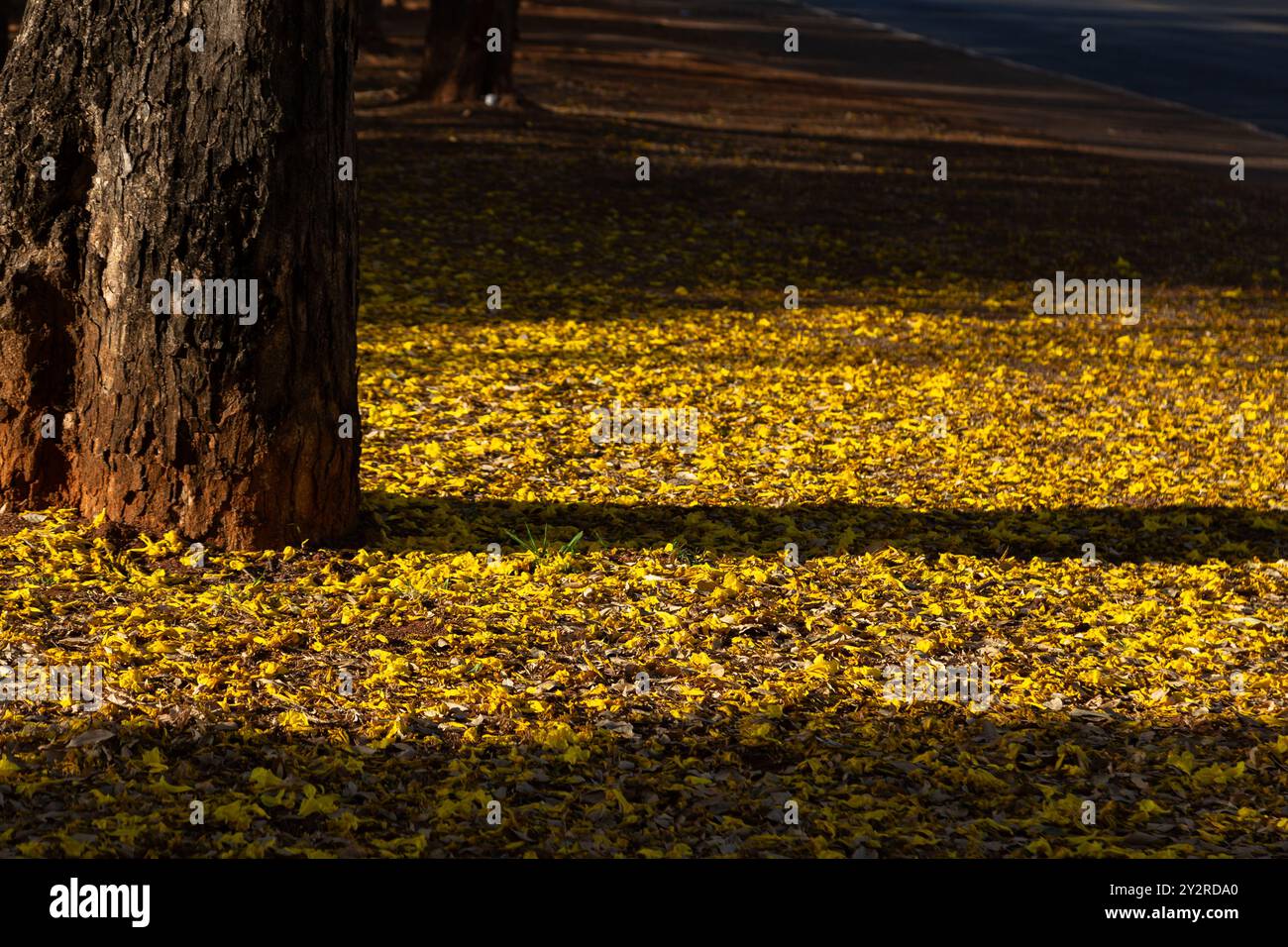 Goiania, Goias, Brasilien – 29. August 2024: Der Boden, bedeckt mit gelben Blüten, fiel von einem blühenden ipê-Baum, mit Licht am späten Nachmittag. Stockfoto