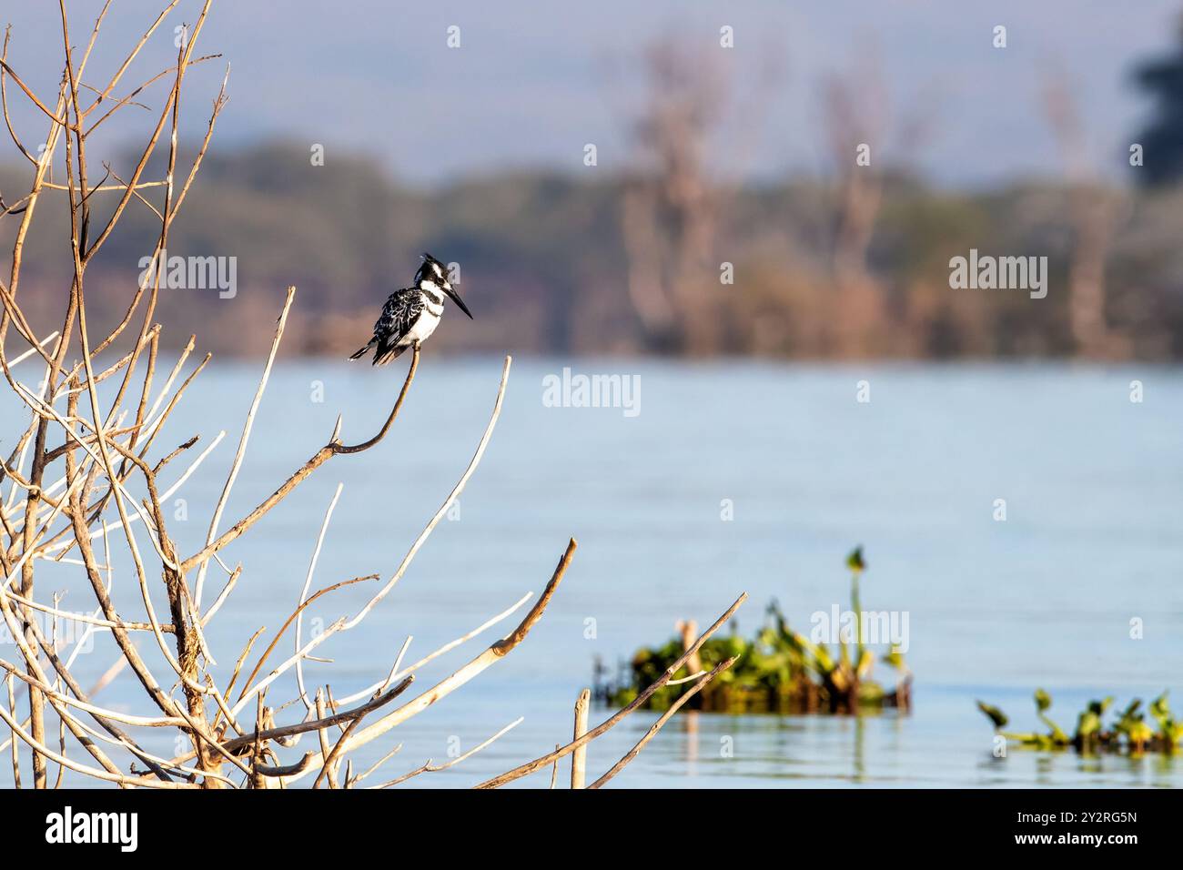 Männliche pied Kingfisher, Ceryle Rudis, auf einem Ast über den Lake Naivasha, Kenia. Männchen haben einen zusätzlichen schwarzen Streifen auf der Brust, die fehlt in Weiblich Stockfoto