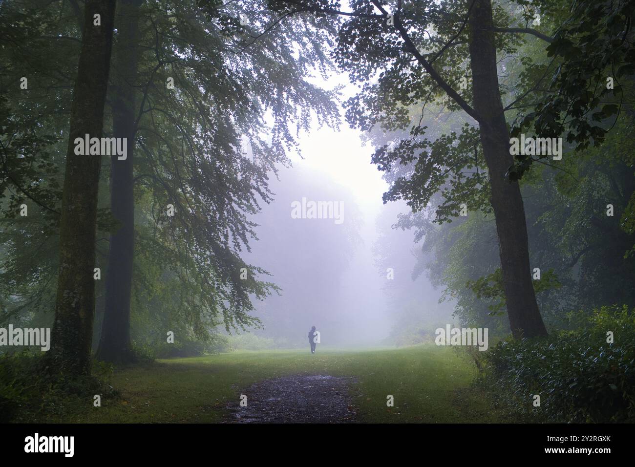 Frau, die im Sommer an einem nebeligen Morgen in Stourhead in Wiltshire durch den Wald spaziert Stockfoto