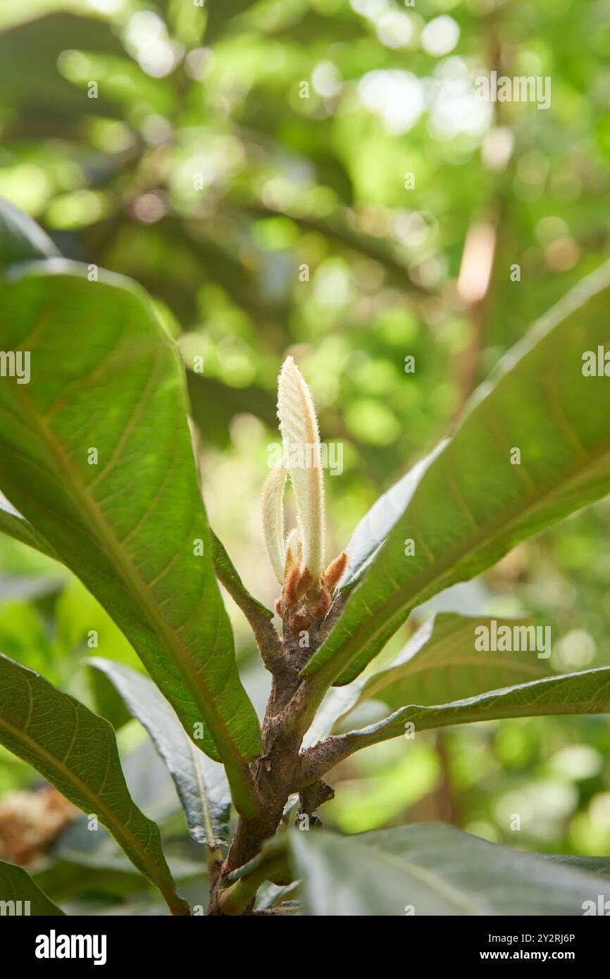 Junge Blätter von Loquatbäumen aus der Nähe im Garten, angebaut für süße Früchte, selektiv fokussiert mit Kopierraum Stockfoto