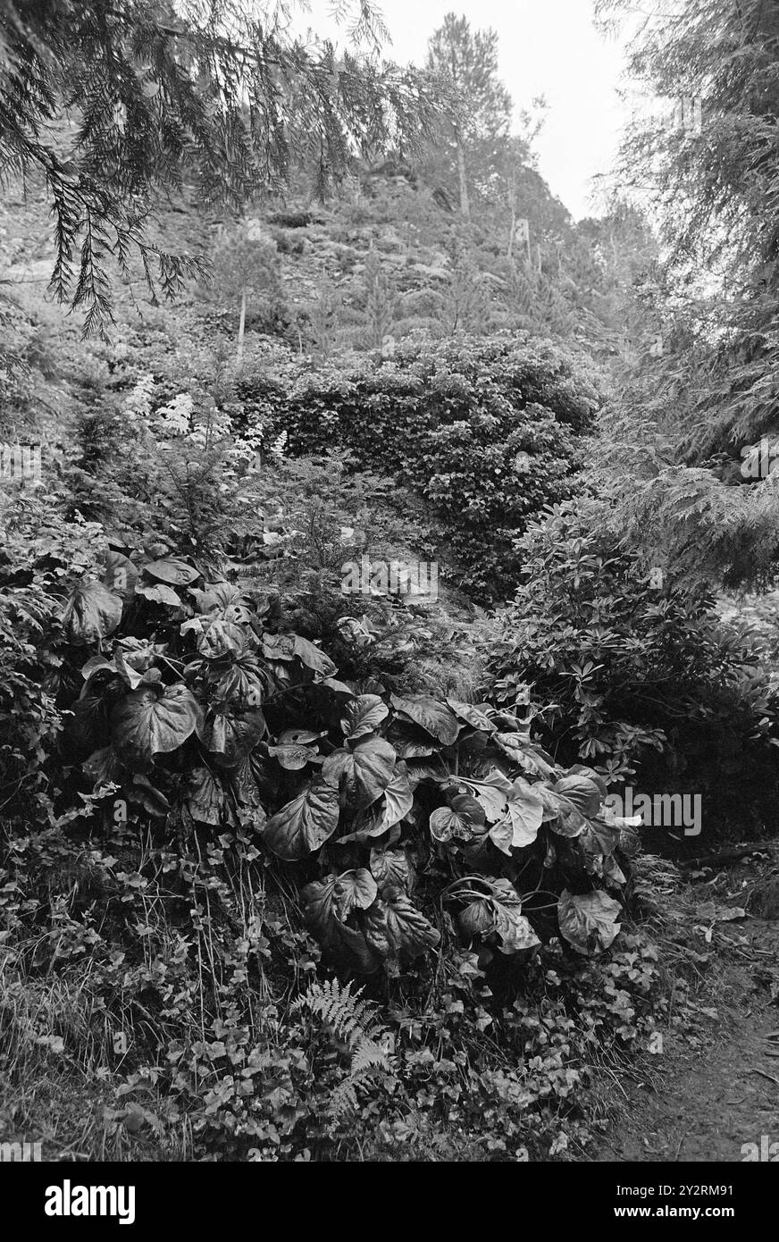 Aktuell 34 - 6 - 1971: Tropisch in der NordseeIn Todalen haben Anne und Halvor Svinvik einen exotischen Naturgarten mit Pflanzen aus der ganzen Welt gebaut. Die asiatische Rhododendronkollektion umfasst ca. 375 verschiedene Arten und Blüten in allen Farben im Frühsommer. Ein großer Teil des Gartens ist auch die Koniferensammlung, die aus 250 Sorten aus der ganzen Welt besteht. Die Besichtigung der Svinvik-Pflanzensammlungen ist wie eine Reise ins Ausland in Norwegen. Grün ist in diesen Teilen ein flexibler Begriff. Hier kreuzt sich das Grün mit Blau, Silber und Grau. Nur die Blumen leuchten auf. (Svinviks Arboretum Stockfoto