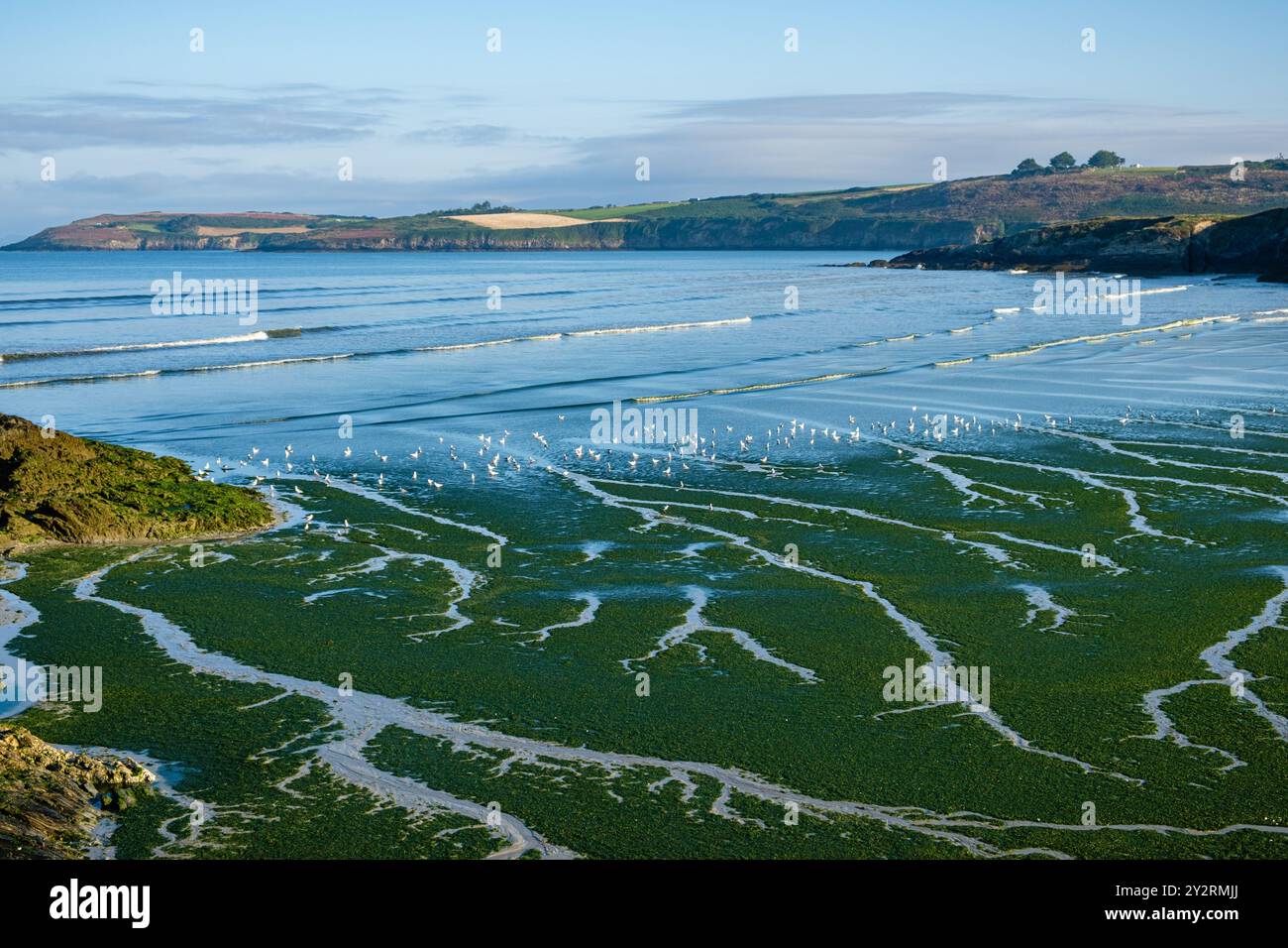 Ein Strand bedeckt mit grünen Algen mit Rillen aus Wasser und Möwen im Hintergrund, das Meer und die Küste. Stockfoto