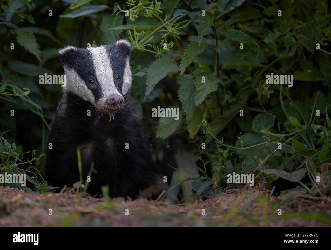 Badger Cub ( Meles meles ) tritt aus Set in Bedfordshire auf Stockfoto