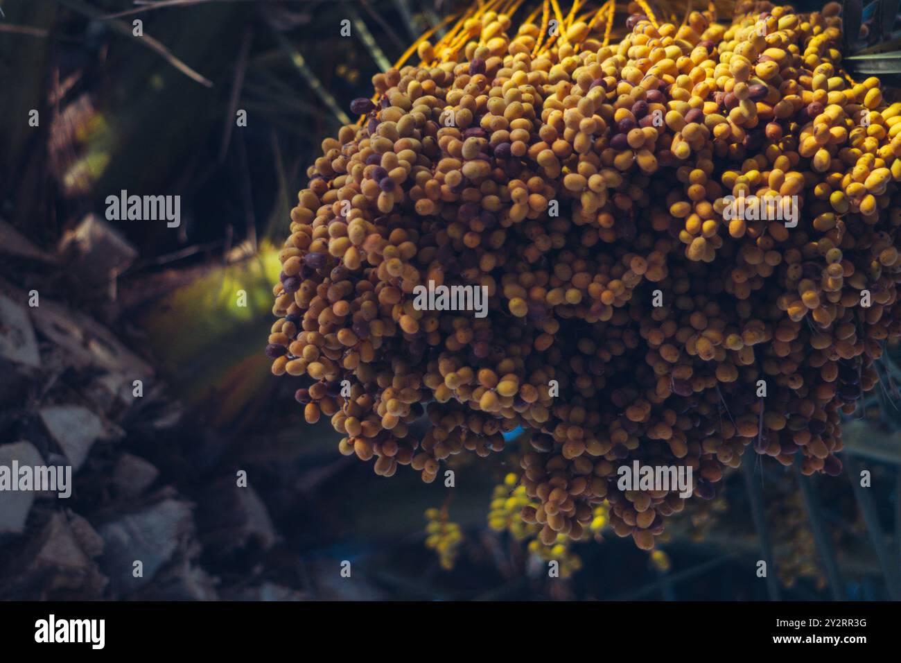 Reifedaten auf einer Palme, die den Reichtum tropischer Früchte zeigen. Stockfoto