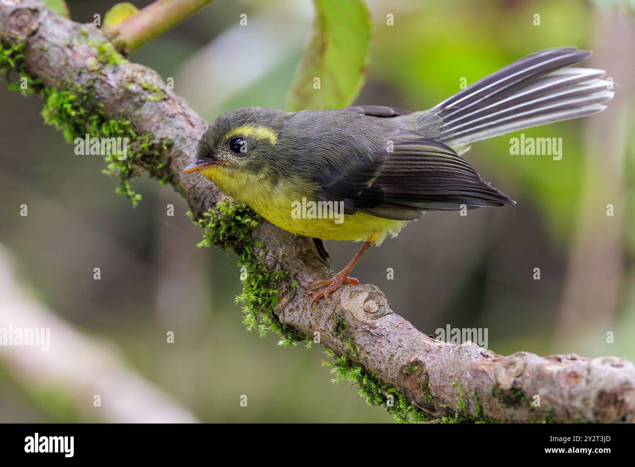 Gelbbbäuchiger Märchenschwanz Chelidorhynx hypoxanthus thront auf einem Zweig, Doi Inthanon Nationalpark, Thailand Stockfoto