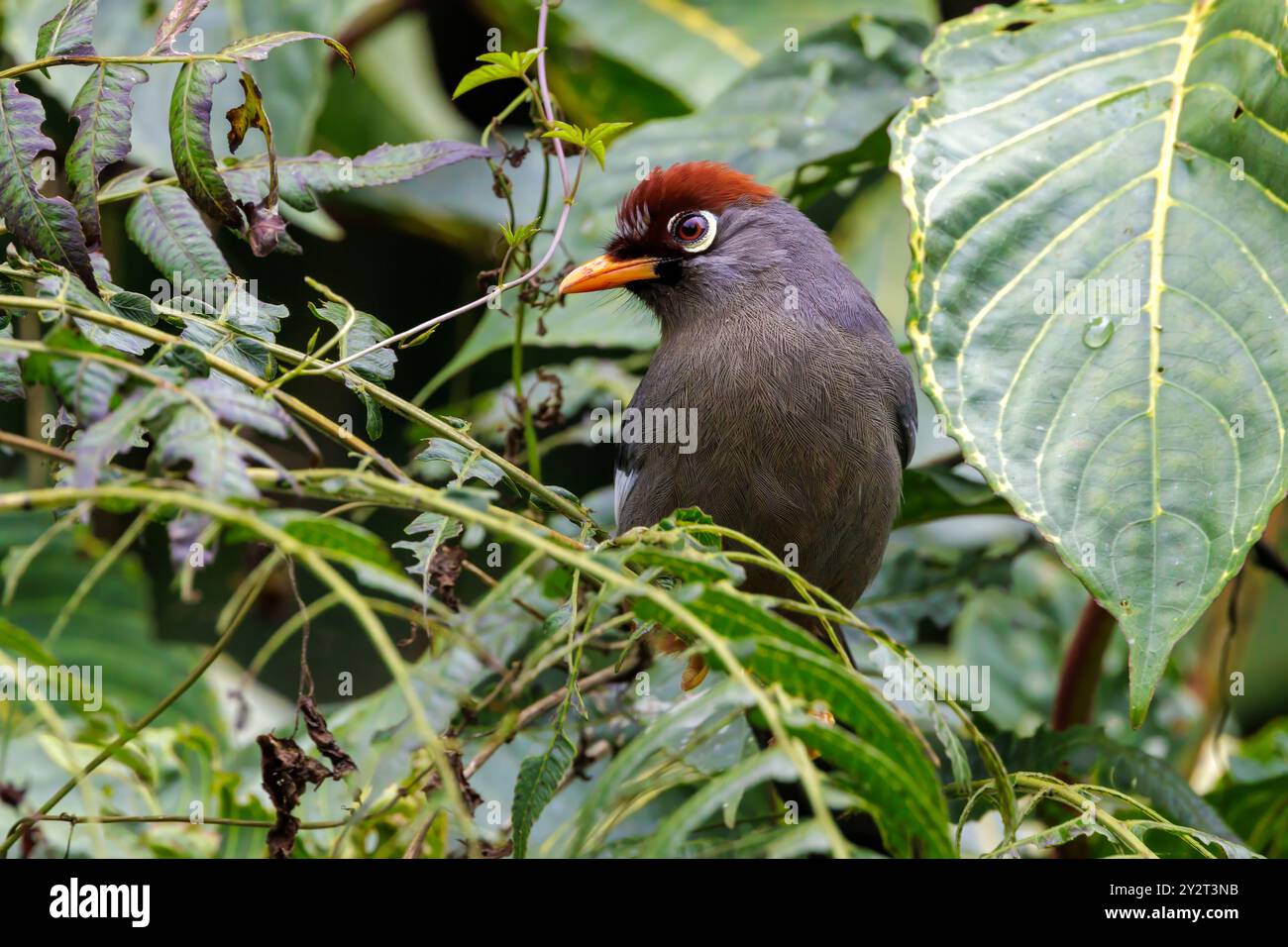 Laughingthrush, Pterorhinus mitratus, mit Kastanienkappe, im üppigen Dschungel, Bukit fraser, Malaysia Stockfoto