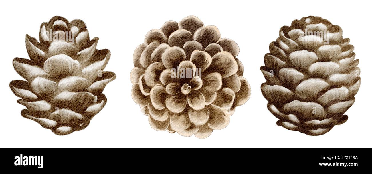 Tannenzapfen Aquarellset transparenter Hintergrund. Botanische Illustration einsamer Tannenzapfen handgezeichnet braune Farbe. Festliches Pflanzenwaldelement. Stockfoto