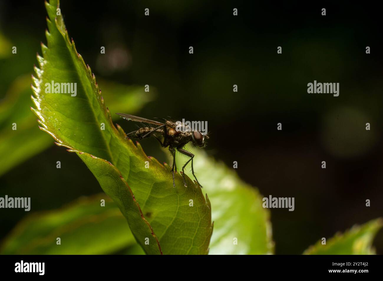 Eine Nahaufnahme einer Fliege auf einem grünen Blatt mit dunklem, unscharfem Hintergrund, die die Details des Insekts und die Textur des Blattes hervorhebt. Stockfoto