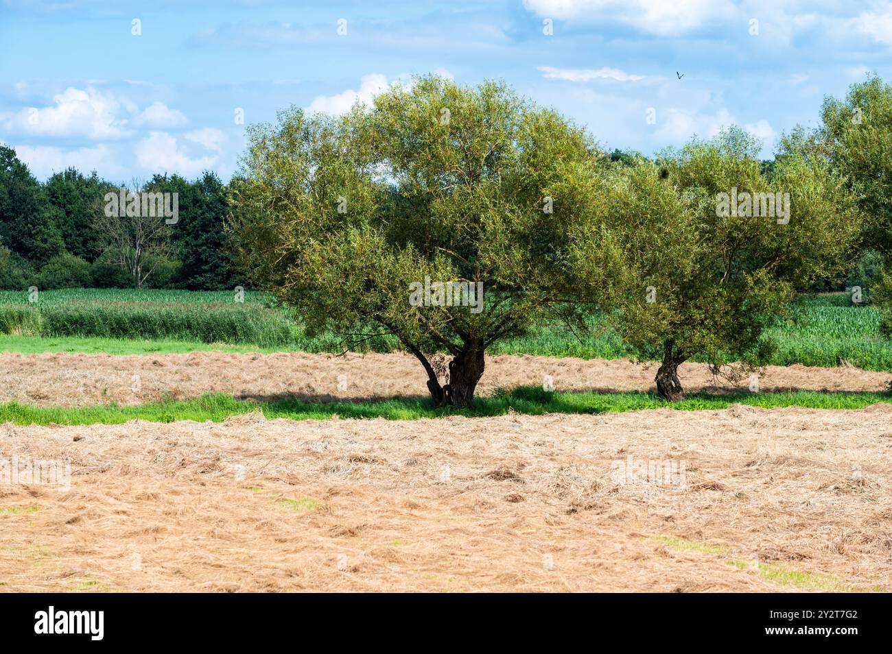 Bäume in einem geernteten goldenen Weizenfeld in der flämischen Landschaft um Aarschot, Belgien Stockfoto