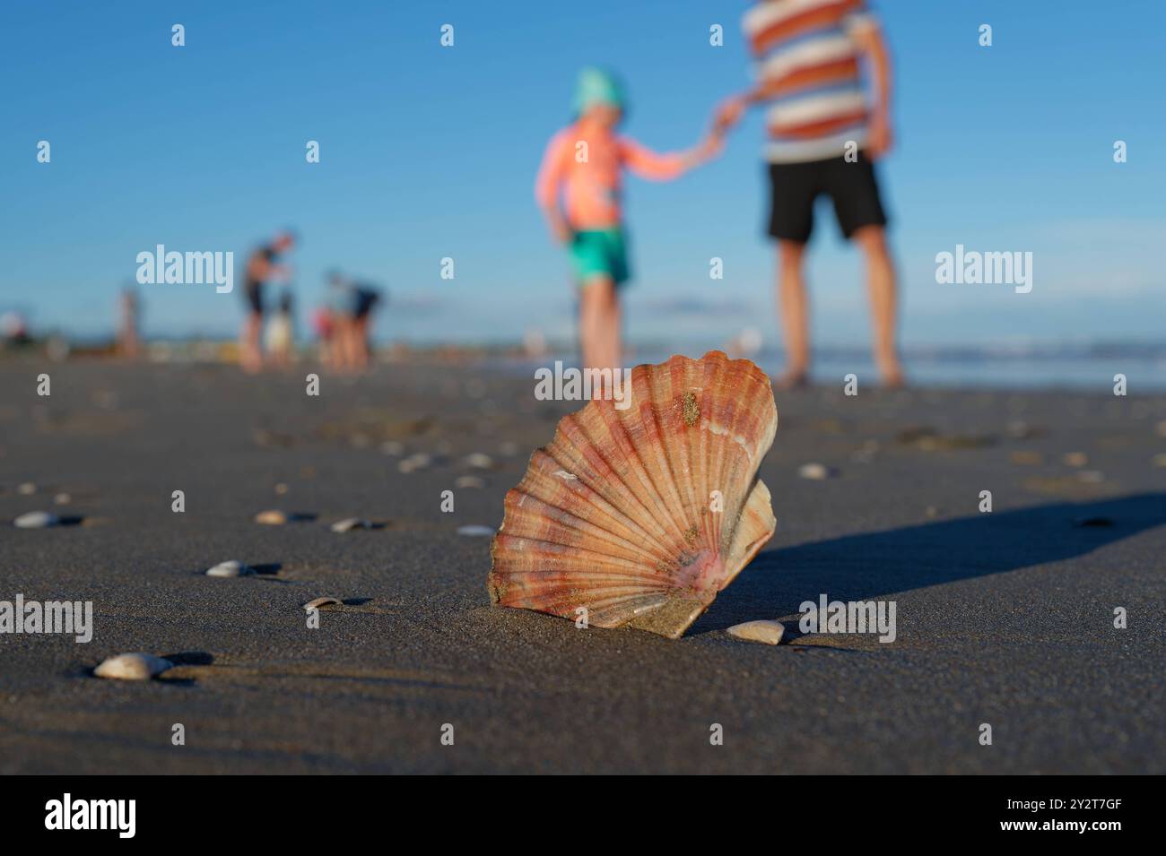 Erholung am Meer. Urlauber gehen am Strand zwischen Muscheln spazieren. Cavallino-Treporti Venetien Italien *** Entspannen am Meer Urlauber spazieren zwischen Muscheln am Strand Cavallino Treporti Veneto Italien Copyright: XRolfxPossx Stockfoto