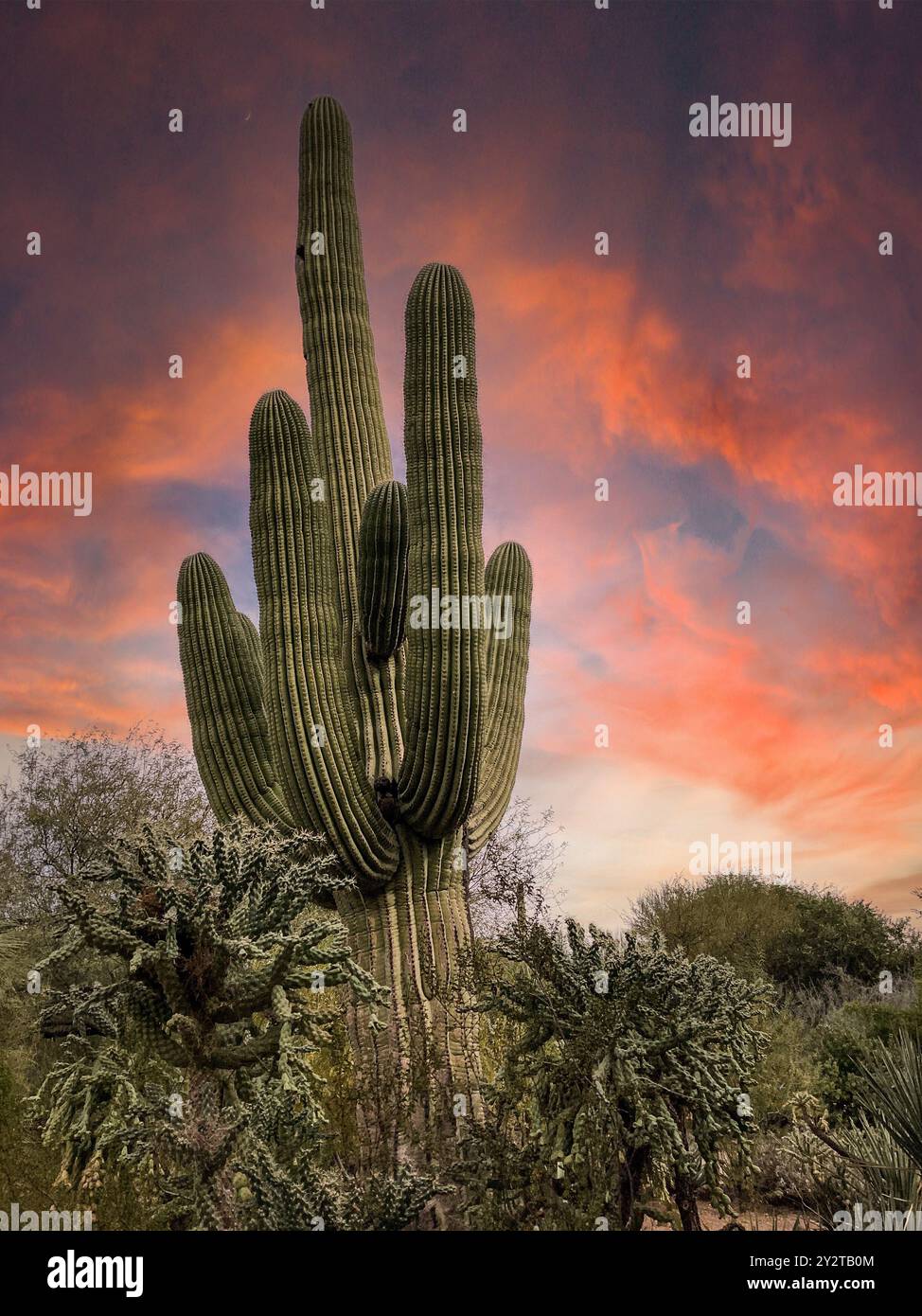 Sonnenuntergang am McDowell Sonoran Conservancy Gateway Trailhead in Scottsdale, Arizona Stockfoto