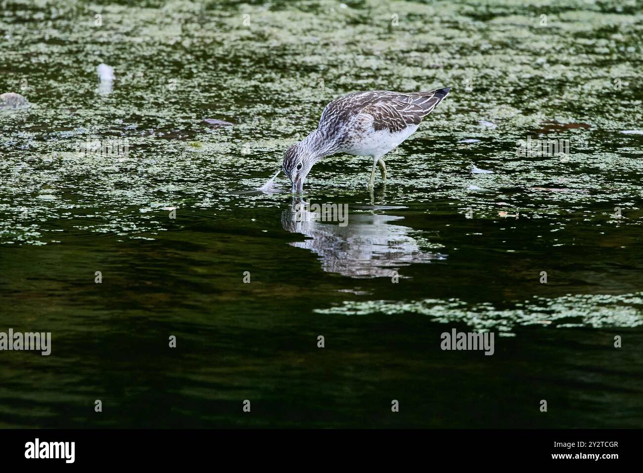 Grüner Sandpiper (Tringa ochropus), der sich in flachem Wasser mit schwimmenden grünen Pflanzen ernährt. Stockfoto