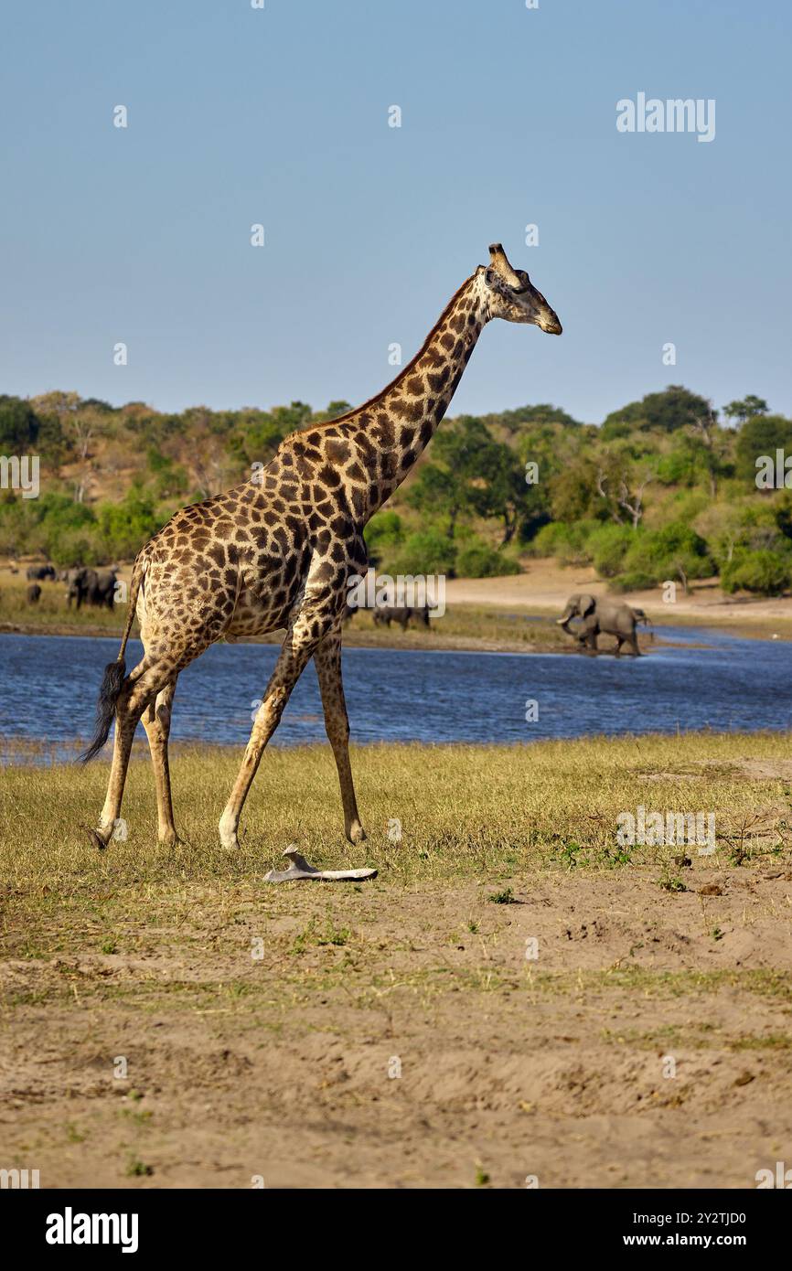 Giraffen sind die höchsten Landtiere der Erde, bekannt für ihre langen Hälse, ihre charakteristischen gefleckten Felle und ihr sanftes Verhalten. Stockfoto