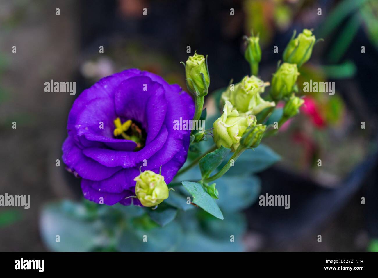 Eustoma russellianum hellviolett blaue Blüte Stockfoto