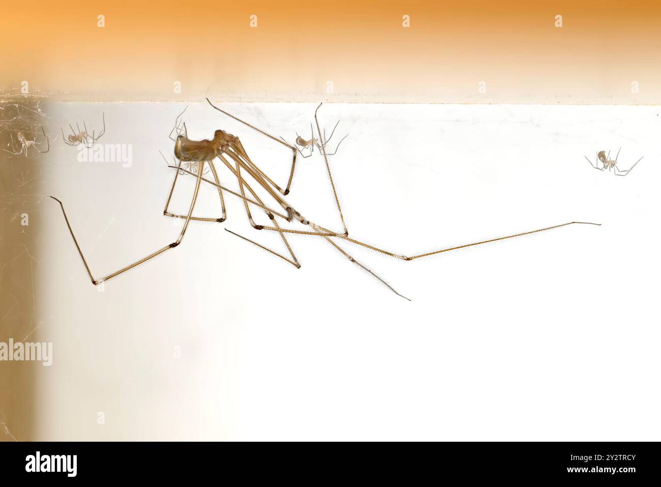 Kellerspinne (Pholcus phalangioides) weiblich mit Jungen auf der Unterseite eines Bücherregals. September, Kent UK Stockfoto