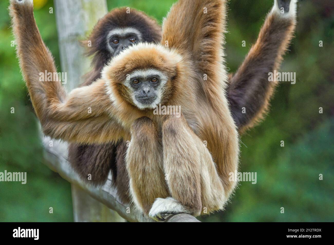 lar Gibbon Hylobates lar, auch bekannt als Weisshand Gibbon, ein gefährdeter Primat in der Gibbon-Familie, Hylobatidae. Süßer flauschiger Affe mit langen Armen und Stockfoto