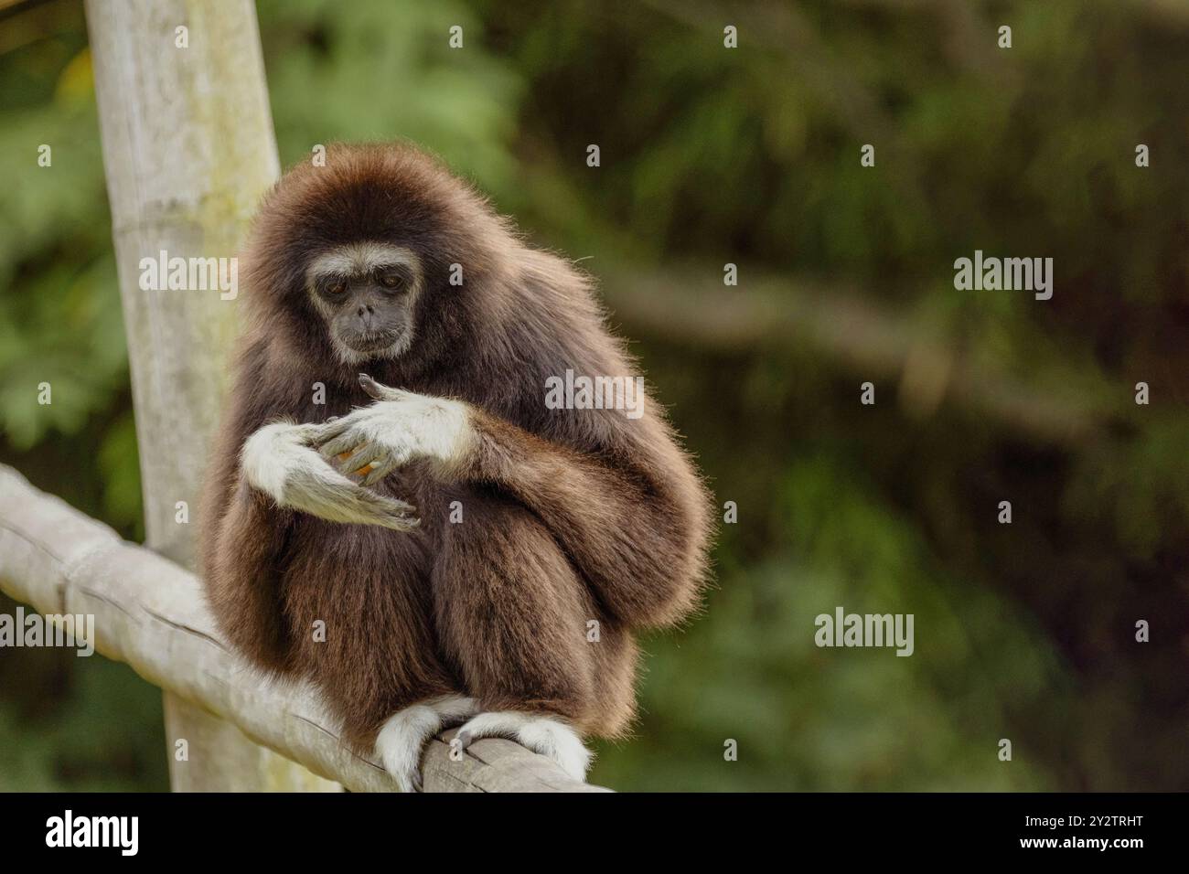 lar Gibbon Hylobates lar, auch bekannt als Weisshand Gibbon, ein gefährdeter Primat in der Gibbon-Familie, Hylobatidae. Süßer flauschiger Affe mit langen Armen und Stockfoto