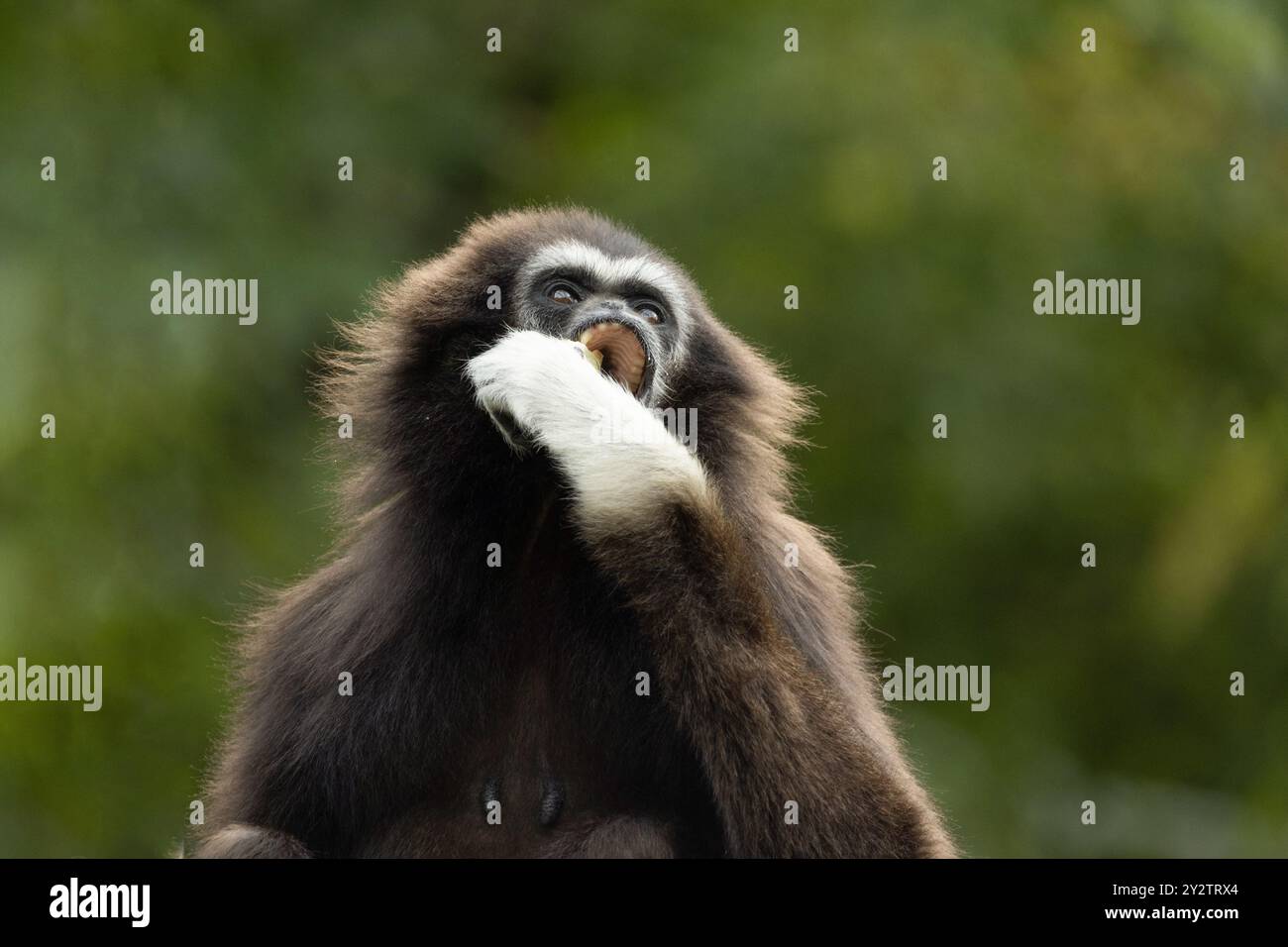 lar Gibbon Hylobates lar, auch bekannt als Weisshand Gibbon, ein gefährdeter Primat in der Gibbon-Familie, Hylobatidae. Süßer flauschiger Affe mit langen Armen und Stockfoto