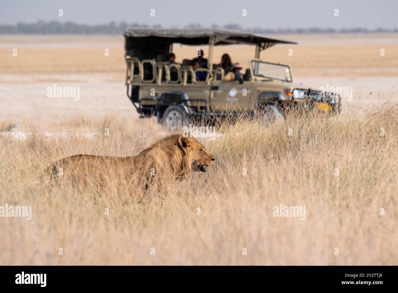 Afrikanischer männlicher Löwe, der auf einer geführten Safari mit offenem Dach in einem Wildreservat im hohen Gras gesichtet wird. Stockfoto