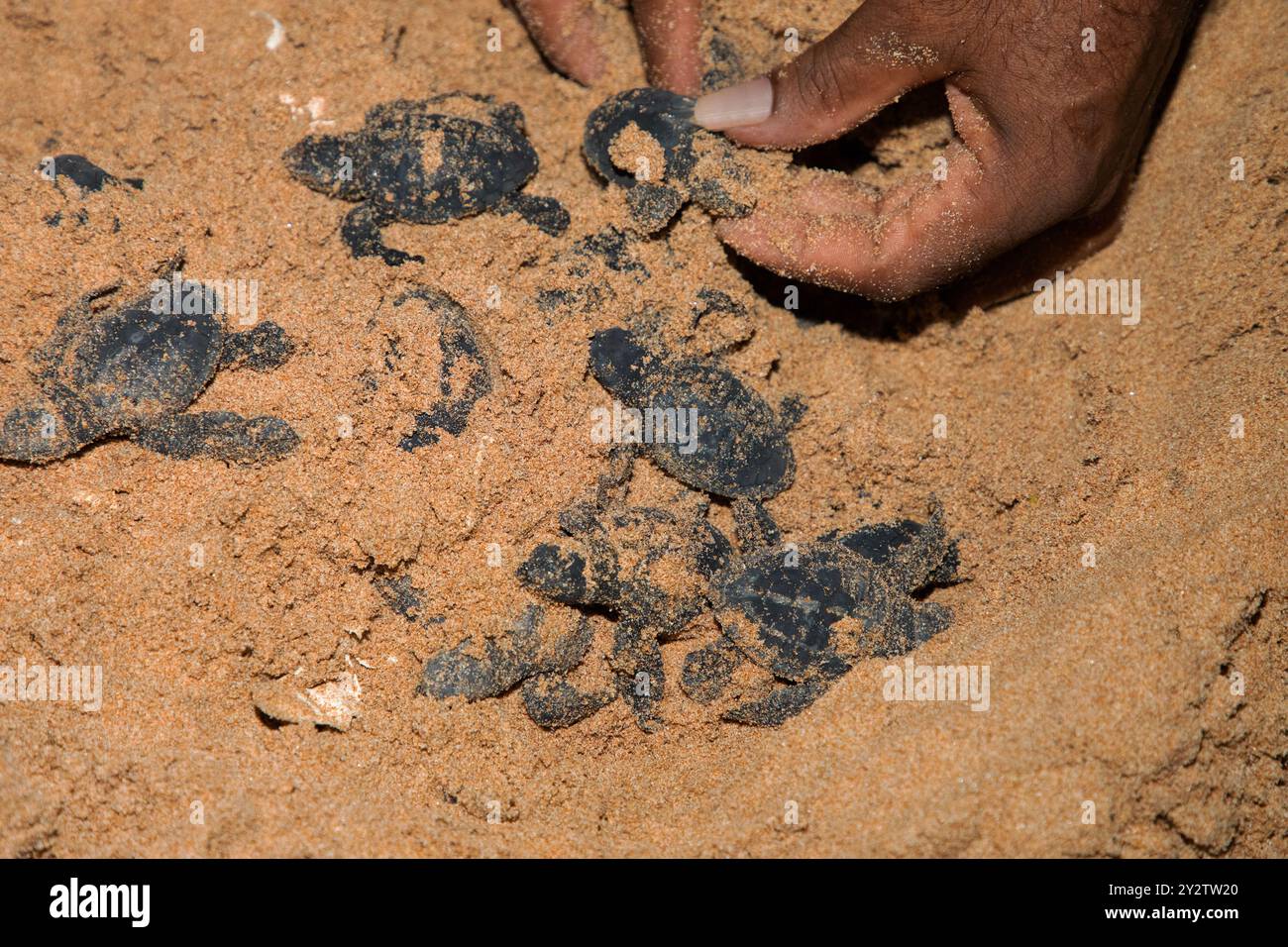 Menschliche Hände halten neugeborene Meeresschildkrötenbabys im Sand. Nahaufnahme, selektiver Fokus Stockfoto