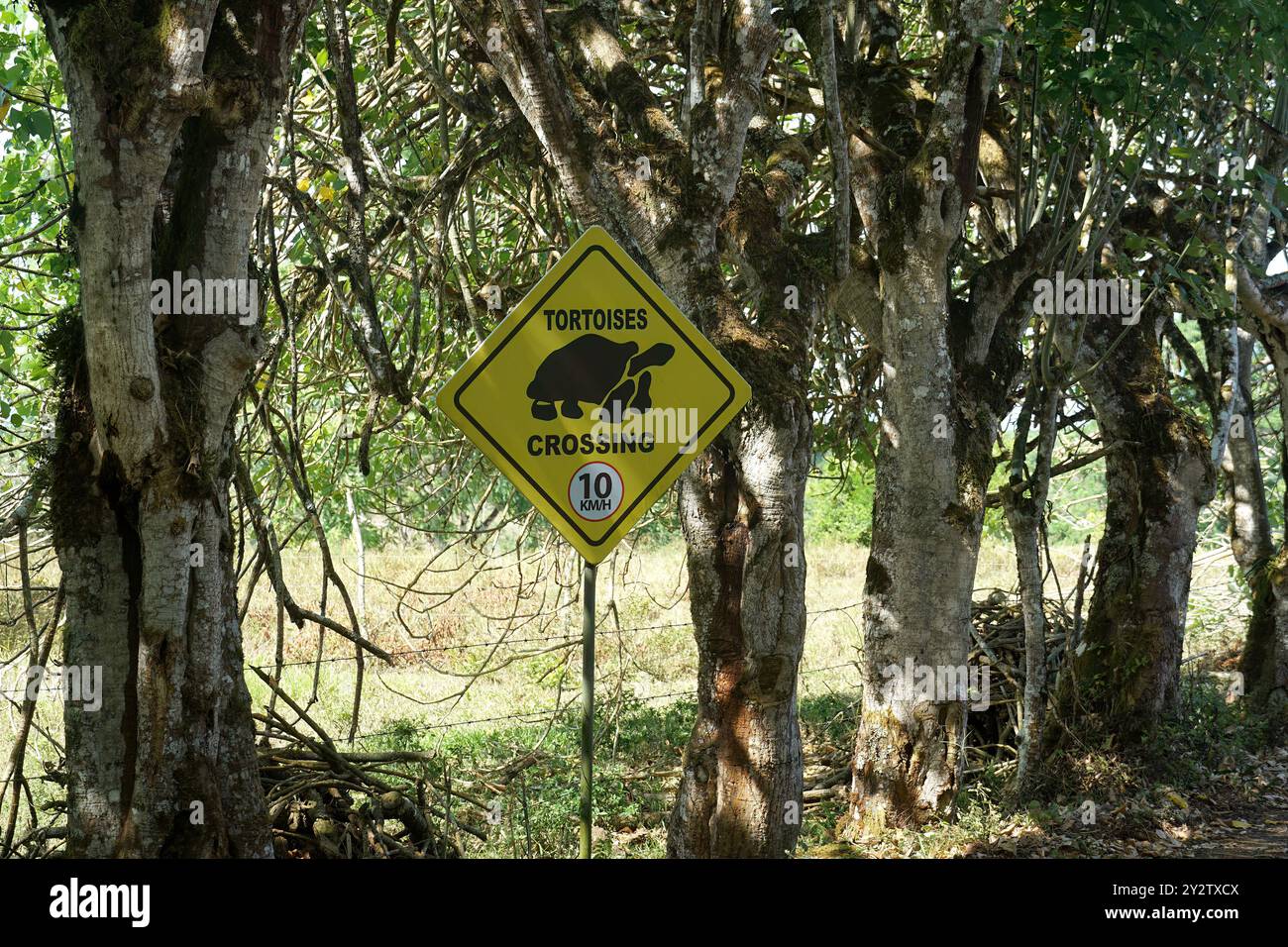 Schild für die Schildkröte, El Chato Ranch, Insel Santa Cruz, Galápagos, Ecuador, Südamerika Stockfoto