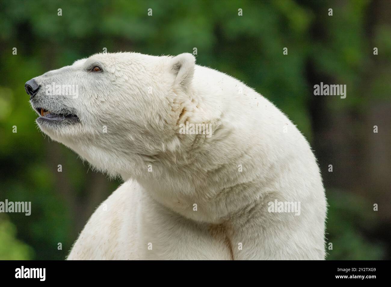 Der große weiße Eisbär ruht sich aus und sitzt auf Stein Stockfoto