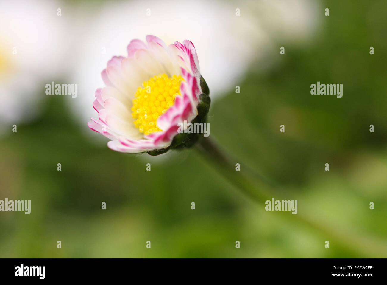 Der Blumenkopf von Daisy zeigt in der Blüte rosa kantige Blütenblätter oder Strahlblätter und gelbe Scheibenröschen. Bellis perennis, Teil der Asteraceae fami Stockfoto