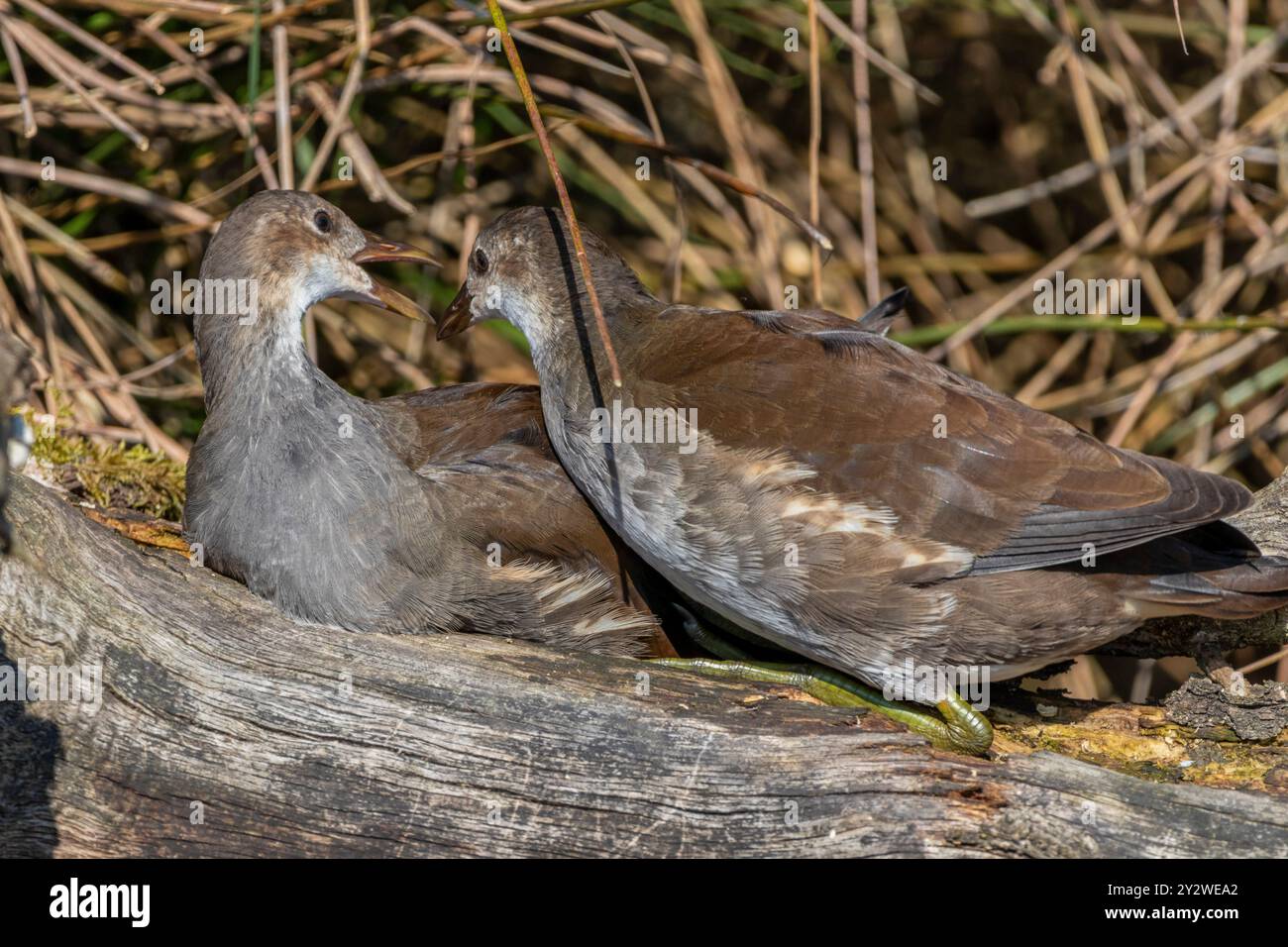 Eine Nahaufnahme junger Vögel an einem sonnigen Tag Stockfoto