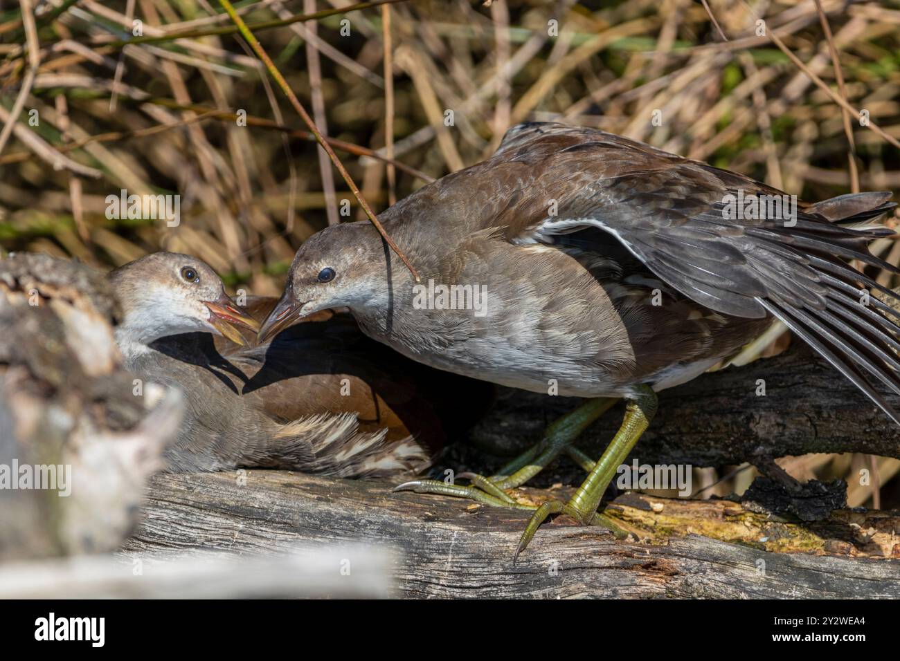 Eine Nahaufnahme junger Vögel an einem sonnigen Tag Stockfoto