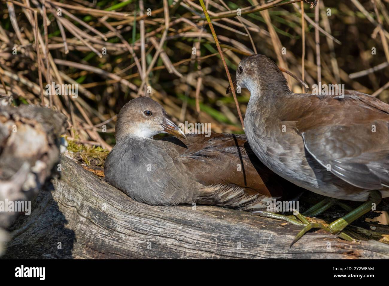 Eine Nahaufnahme junger Vögel an einem sonnigen Tag Stockfoto