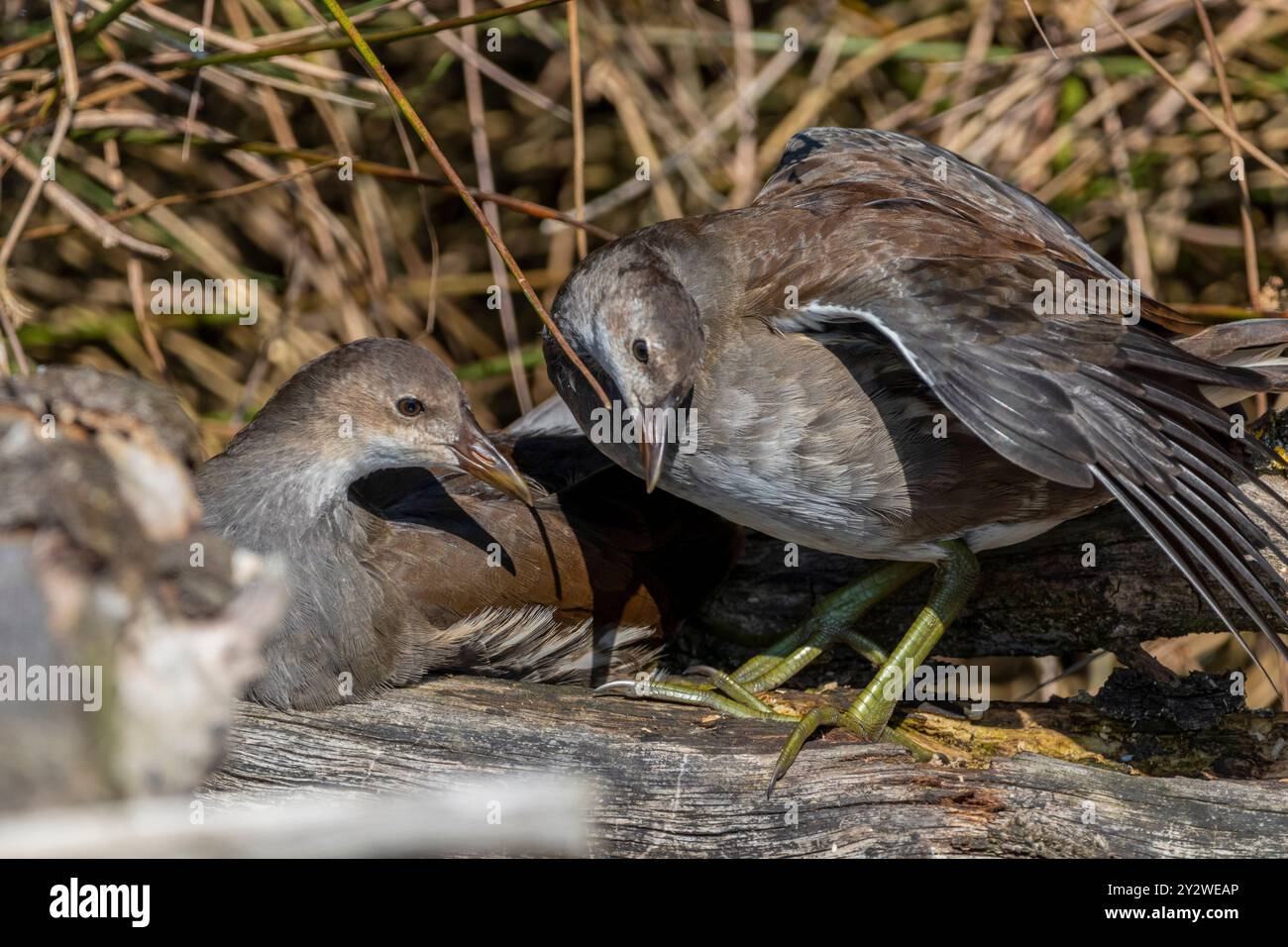 Eine Nahaufnahme junger Vögel an einem sonnigen Tag Stockfoto