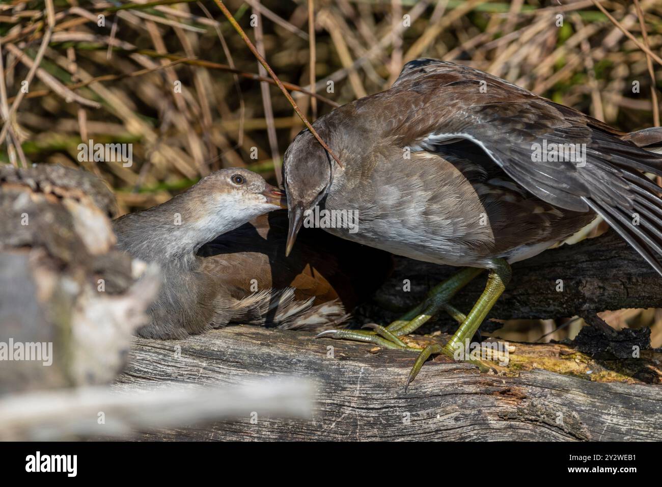 Eine Nahaufnahme junger Vögel an einem sonnigen Tag Stockfoto