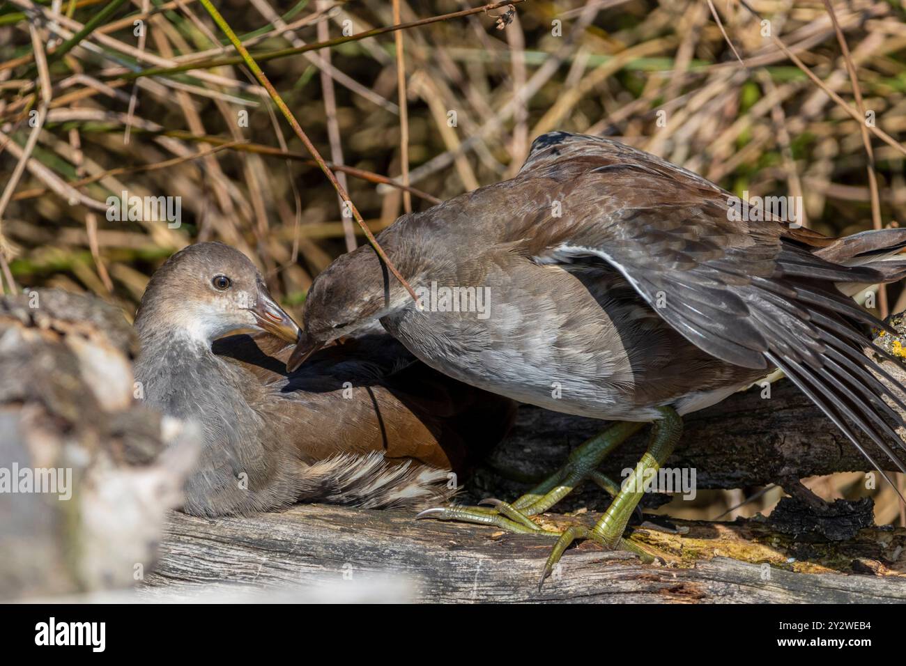 Eine Nahaufnahme junger Vögel an einem sonnigen Tag Stockfoto