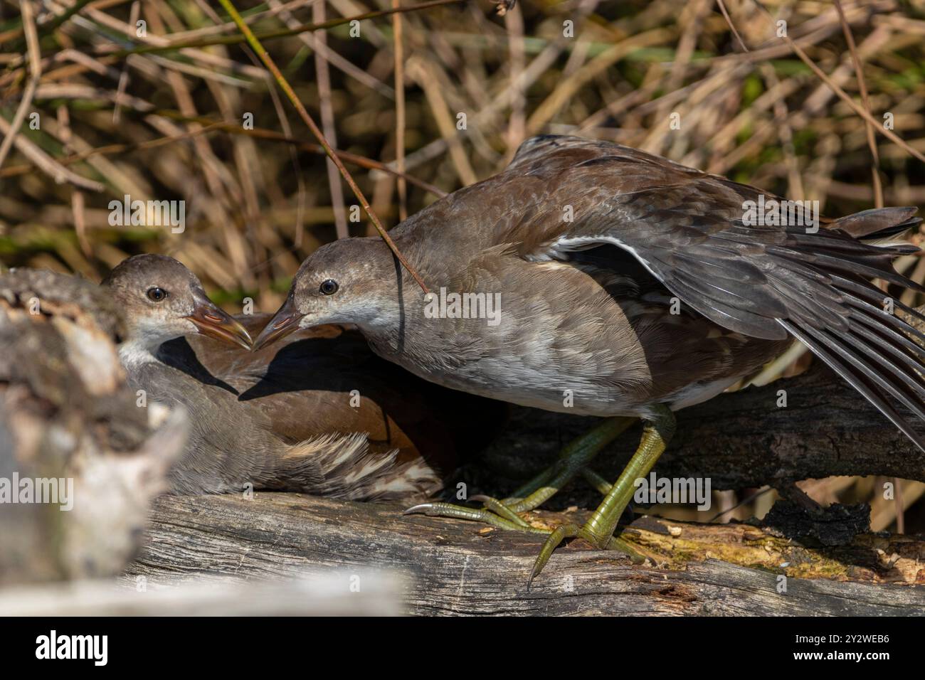 Eine Nahaufnahme junger Vögel an einem sonnigen Tag Stockfoto