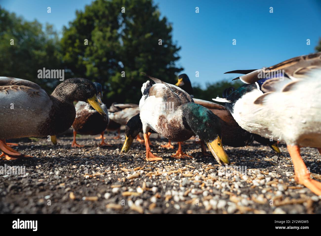 Fütterung der Schwäne und Enten im Marden Quarry Nature Reserve in Cullercoats North Tyneside Stockfoto