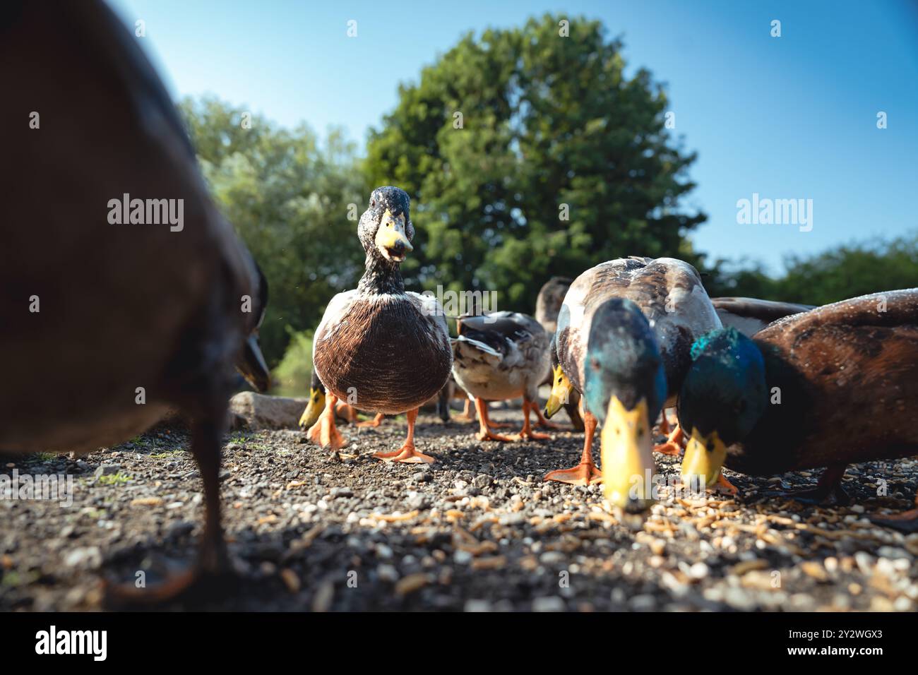 Fütterung der Schwäne und Enten im Marden Quarry Nature Reserve in Cullercoats North Tyneside Stockfoto