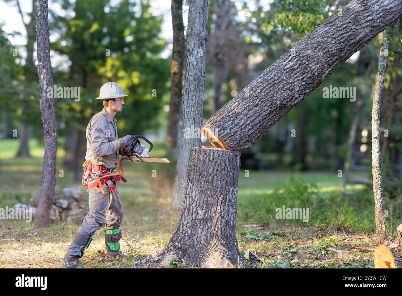 Baumschneider mit Kettensäge und Ausrüstung zum Abschneiden großer Eichen. Stockfoto