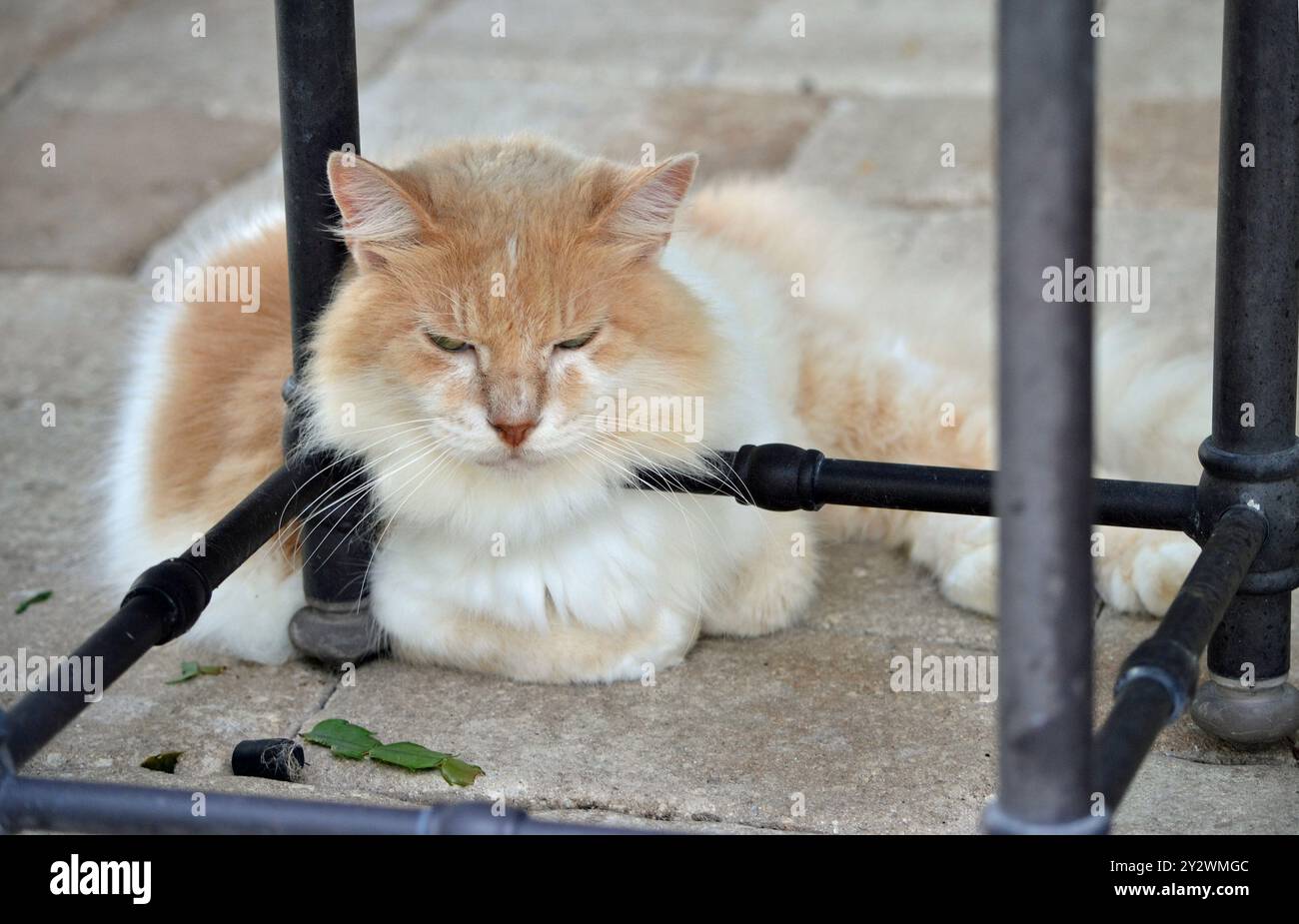 Eine langhaarige, orange-weiße Katze, die auf den Pflastern unter einem kleinen Terrassentisch liegt und ihren Kopf gegen die Bar legt. Stockfoto