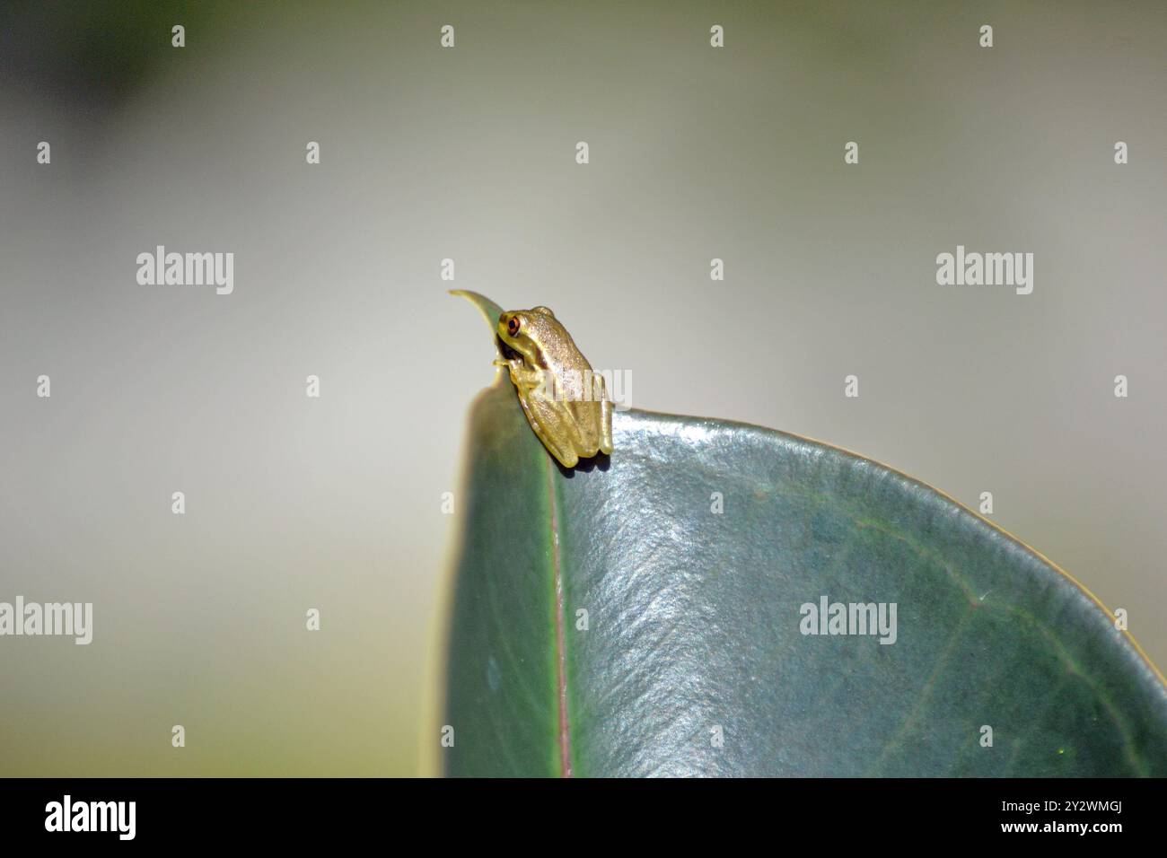 Nahaufnahme einer Miniatur, Baby, kubanischer Baumfrosch, der auf einem Gummibaumblatt ruht, in einem Garten im Hinterhof, in Florida. Stockfoto