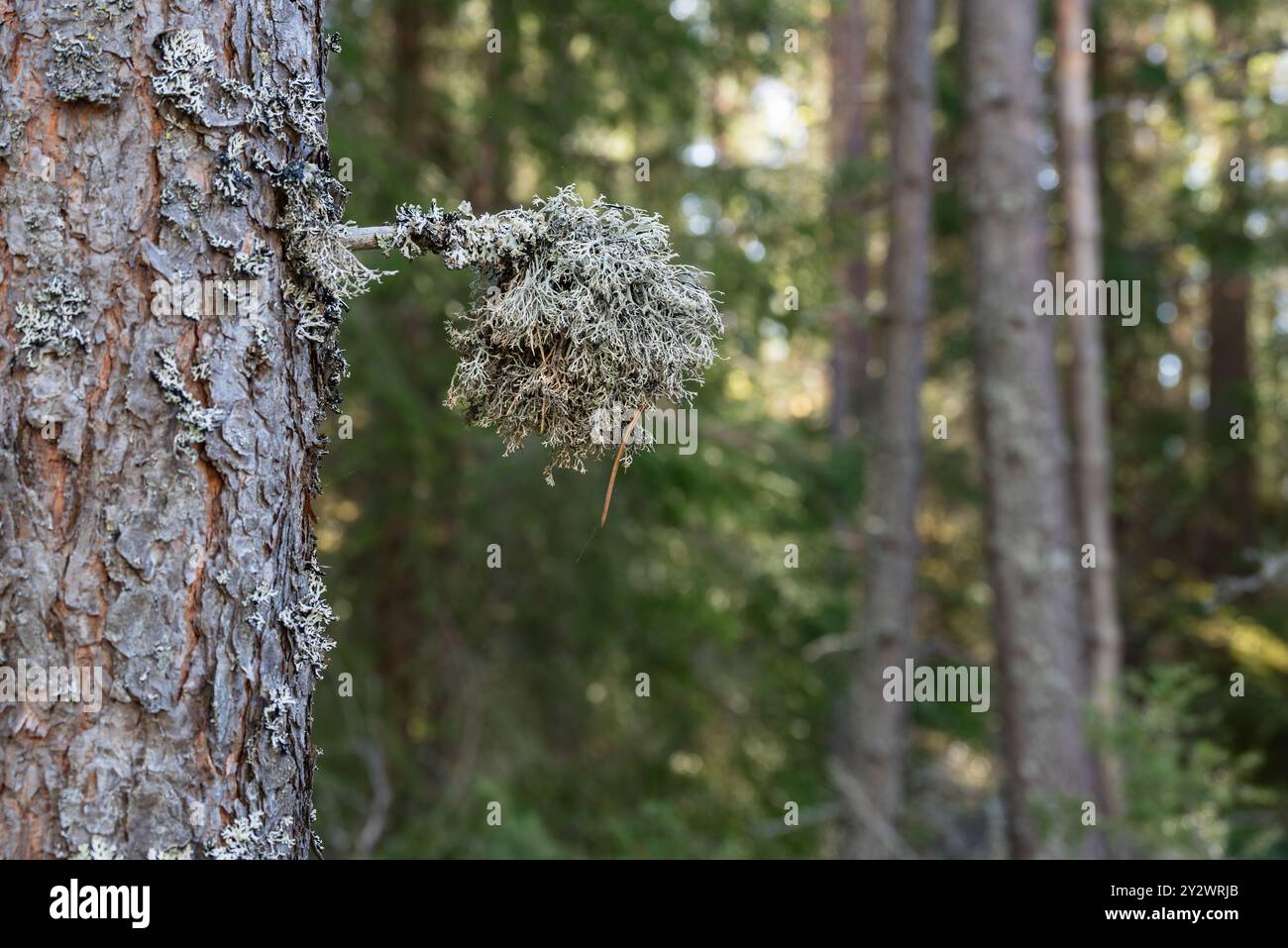 Nahaufnahme eines Kiefernzweigs mit Lava Pseudevernia furfuracea, allgemein bekannt als Baummoos, schönes Bokeh im Hintergrund. Fokus auf den Vordergrund. Stockfoto