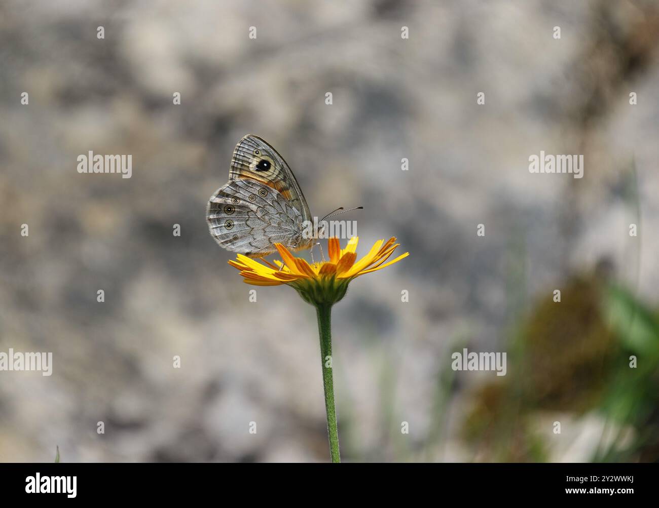 Große Wand brauner Schmetterling männlich - Lasiommata maera Stockfoto