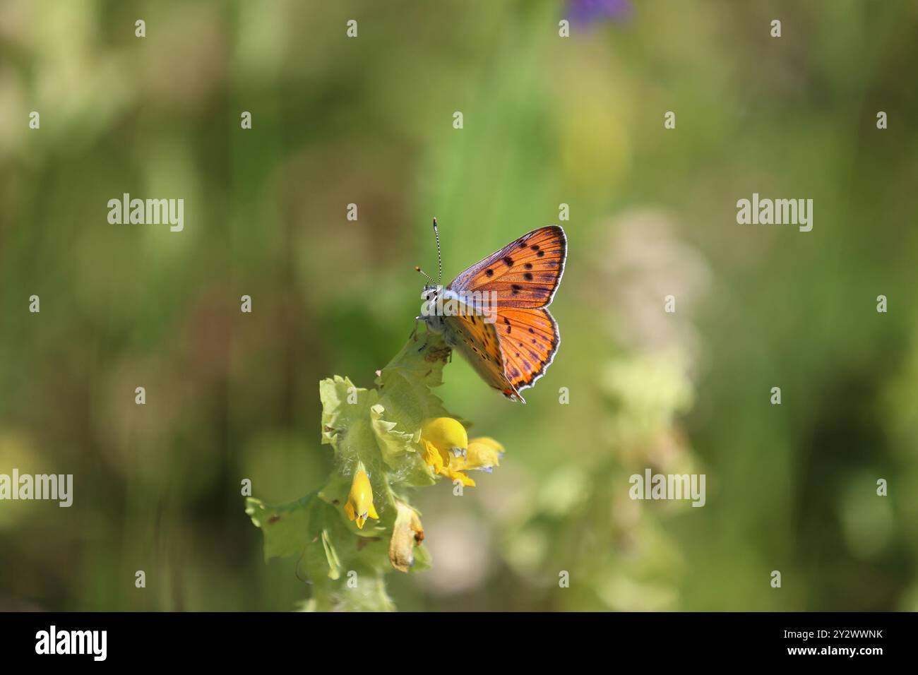 Purple-Shot Kupfer Schmetterling männlich - Lycaena alciphron Stockfoto