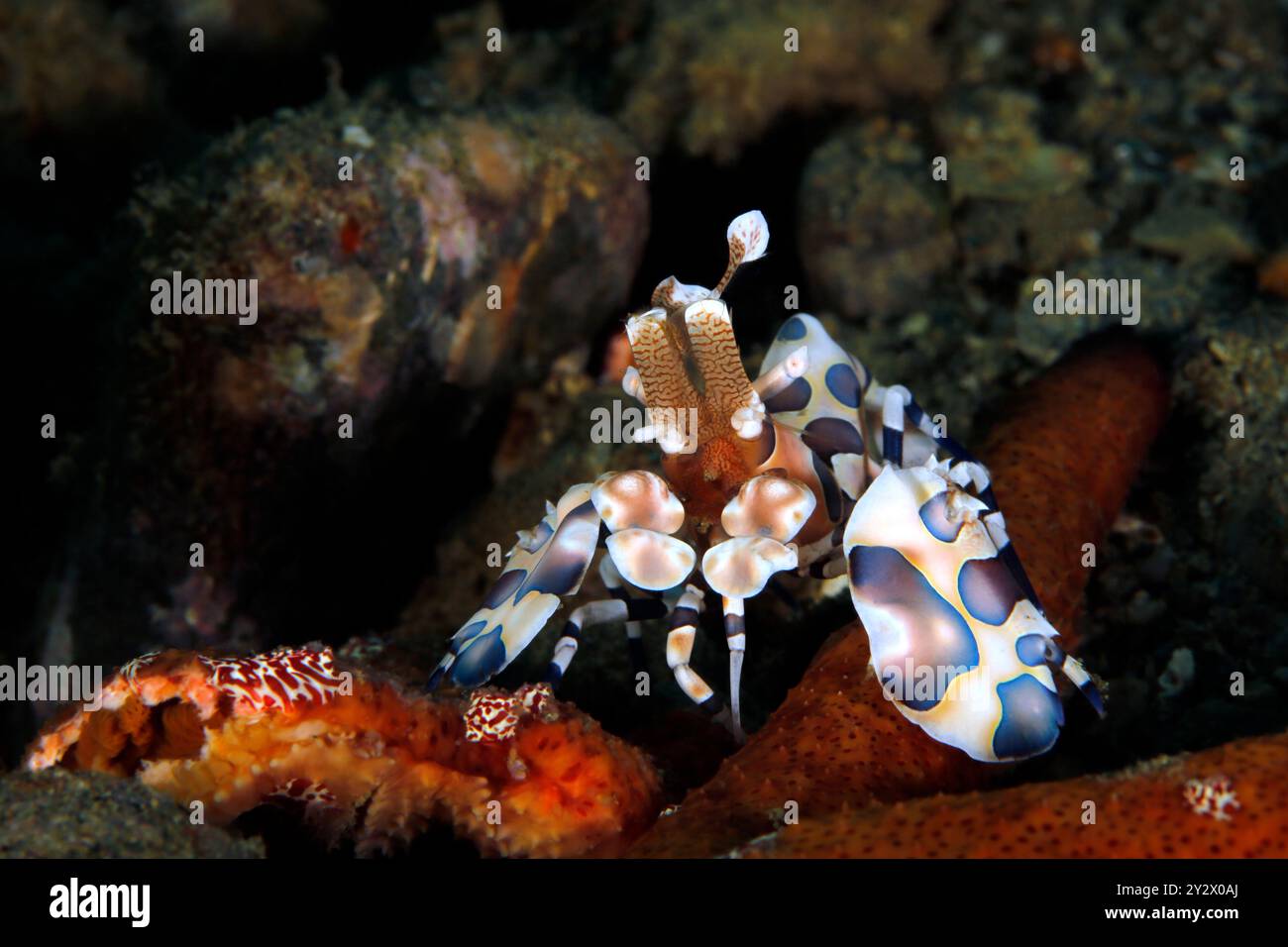 Harlequin Garnelen (Hymenocera elegans), die sich an einem Seestern ernähren. Ambon, Indonesien Stockfoto