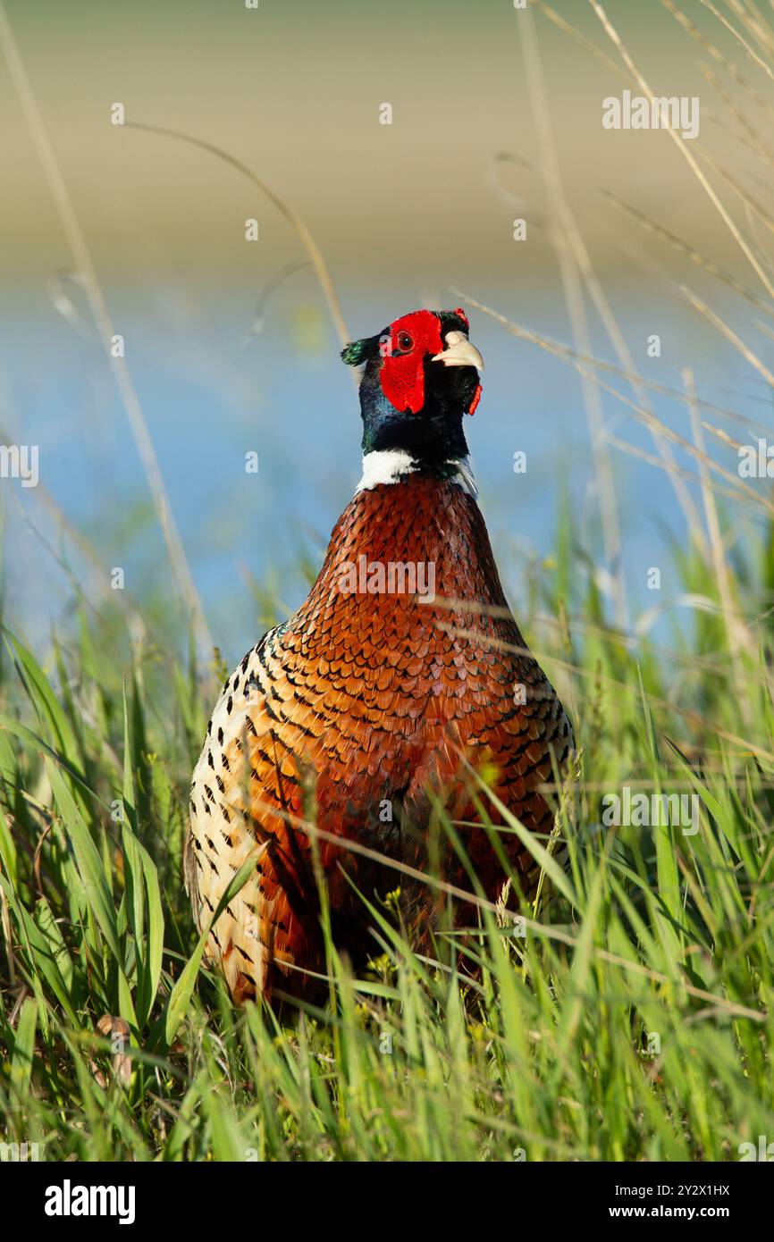 Leuchtend rote Knüppel und goldene Brustfedern heben sich während der Brutsaison vor einem Hahnenfasan (phasianus colchicus) hervor. Stockfoto