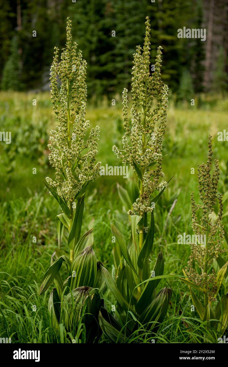 Corn Lily alias California False Hellebore (Veratrum californicum), eine giftige Pflanze, die im gesamten amerikanischen Westen verbreitet ist. Dieses Exemplar wuchs bei Stockfoto