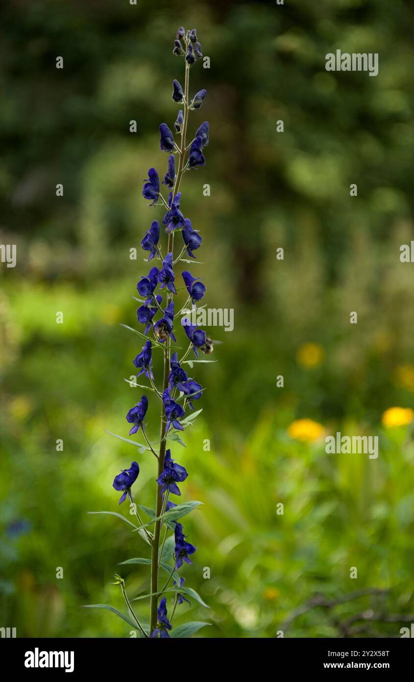 Bienen sammeln Nektar aus einem Monkshood (Aconitum columbianum) am Mosquito Lake im Saguache County, Colorado Stockfoto