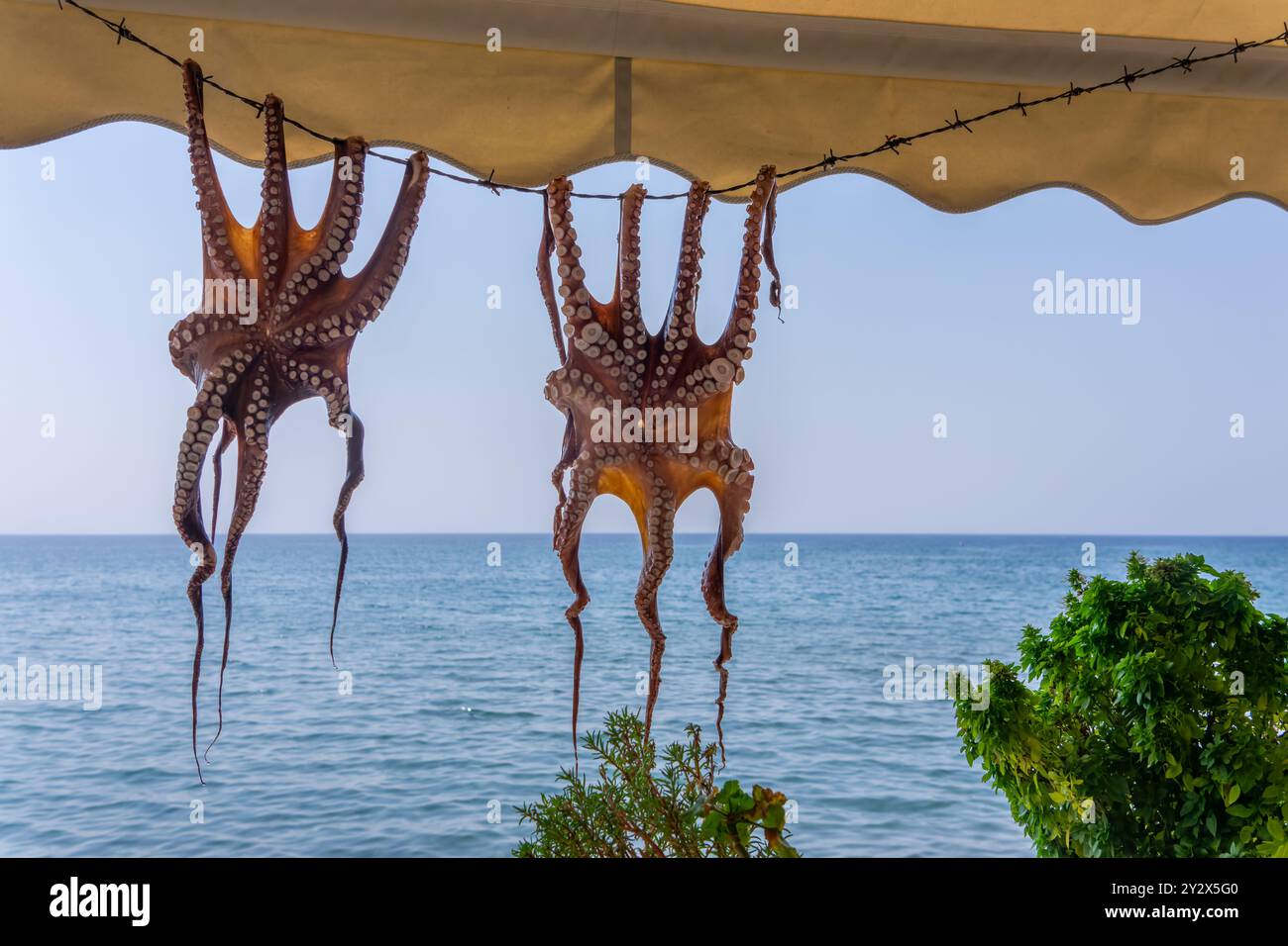 Oktopusse gehängt zum Trocknen auf der griechischen Insel Lesbos Stockfoto