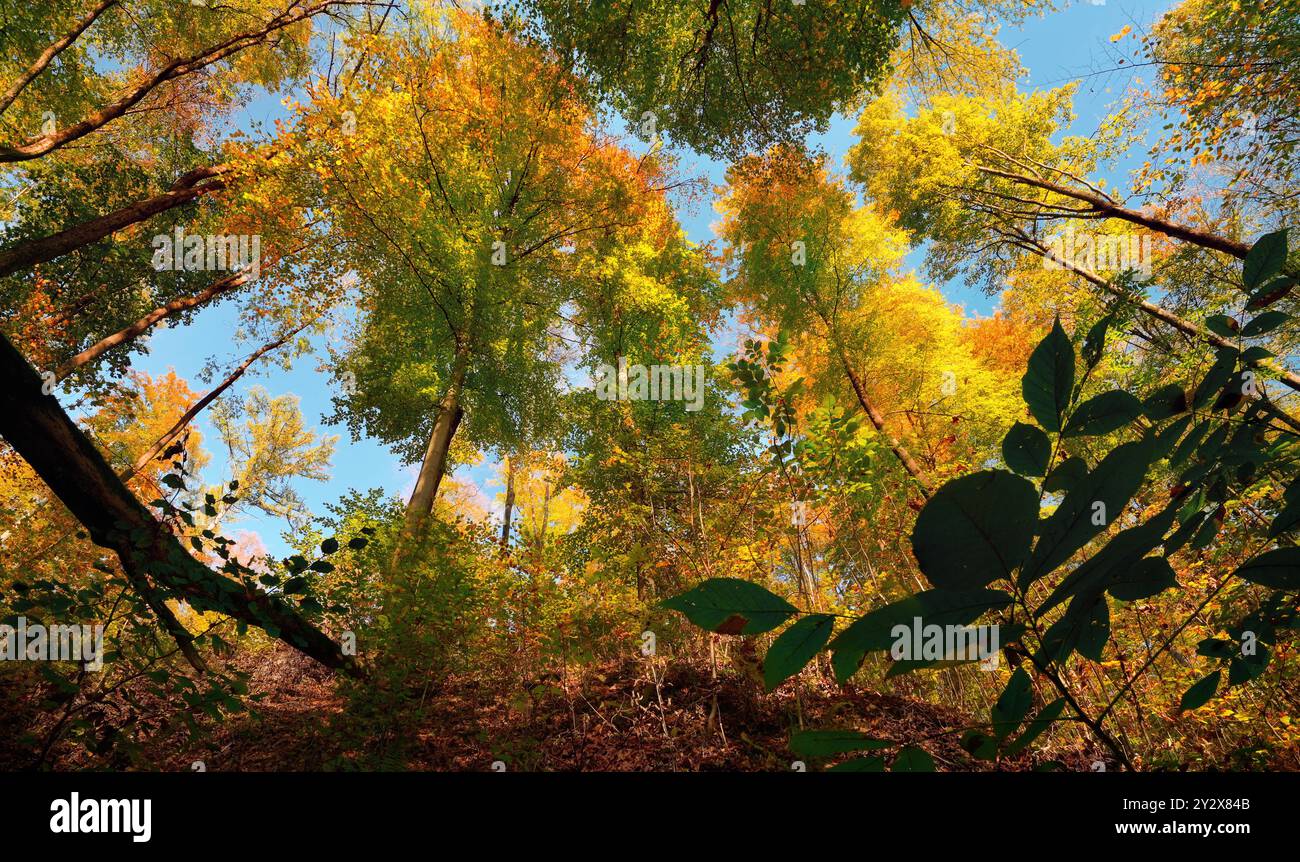 Bunte Baumkronen in wunderschönen Herbstfarben, mit blauen Himmelsflecken zwischen den Baumkronen, von unten aufgenommen Stockfoto